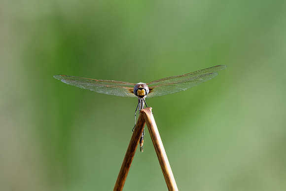 Common Glider Dragonfly