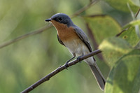 Leaden Flycatcher