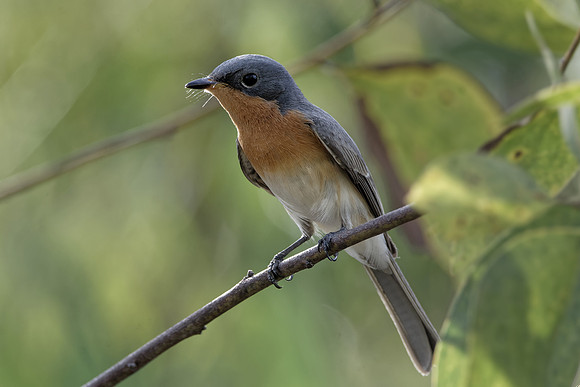 Leaden Flycatcher