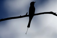 Rainbow Bee-Eater Silhouette