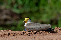 Masked Lapwing