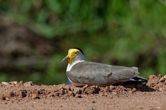 Masked Lapwing