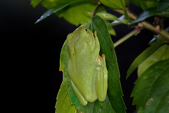 Green Tree Frog