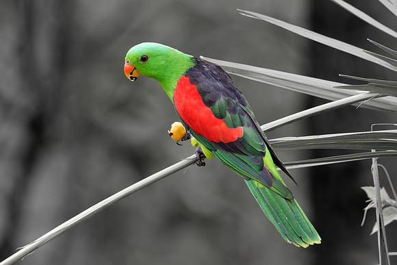 Red-winged Parrot