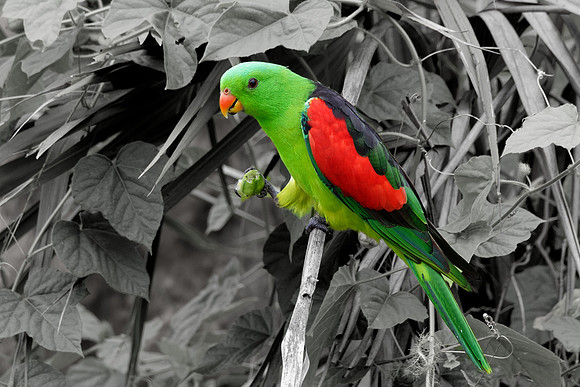 Red-winged Parrot