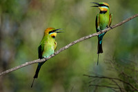 Rainbow Bee-eaters