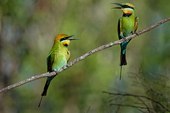 Rainbow Bee-eaters