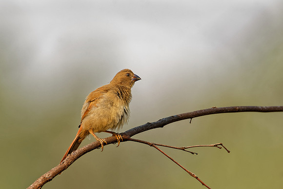 Juvenile Crimson Finch