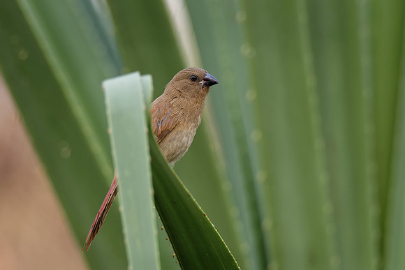 Juvenile Crimson Finch