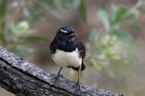 Willie Wagtail