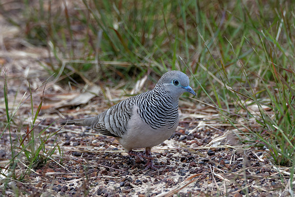 Peaceful Dove