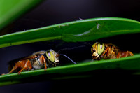 Wasps