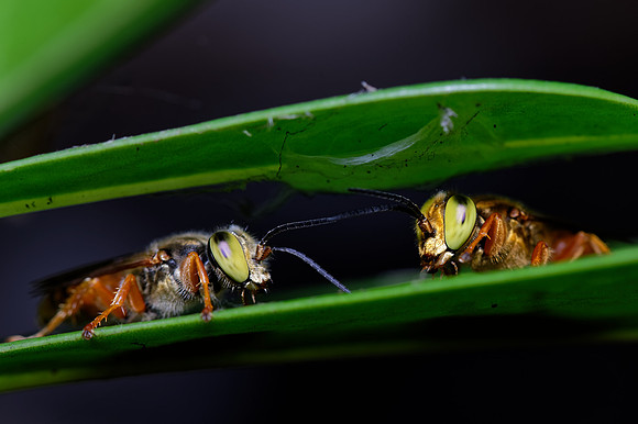 Wasps