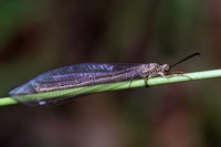 Pit-trapping Antlion