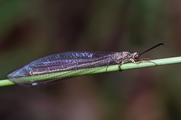 Pit-trapping Antlion