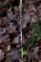 Pit-trapping Antlions