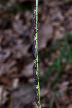 Pit-trapping Antlions