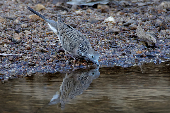 Peaceful Dove