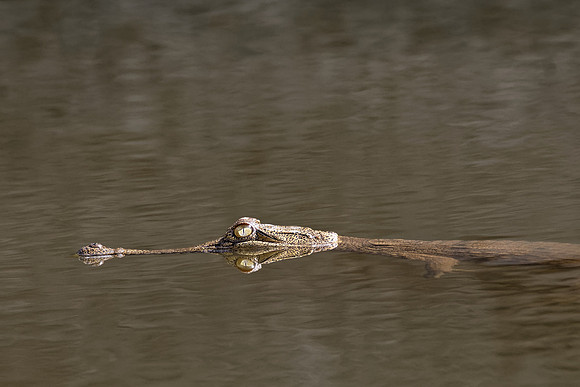 Freshwater Crocodile