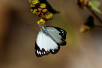 Caper Gull Butterfly