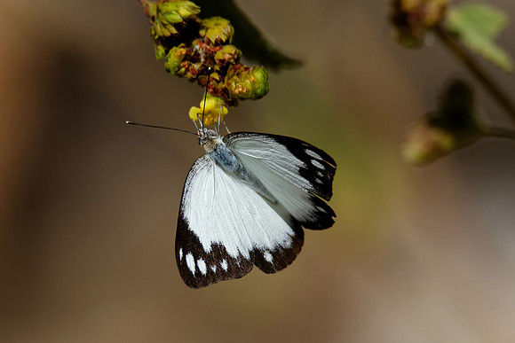 Caper Gull Butterfly