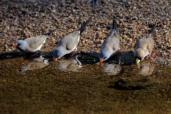 Thirsty Finches