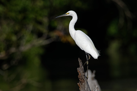 Little Egret