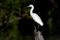 Little Egret