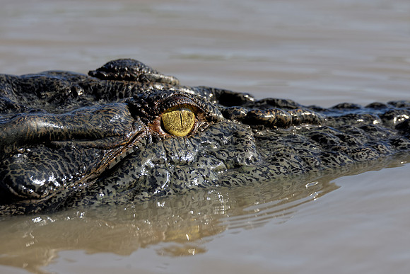 Saltwater Crocodile