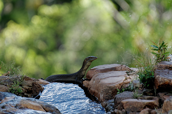 Mertens Water Monitor