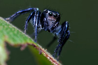 Insects