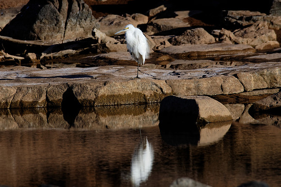 Intermediate Egret