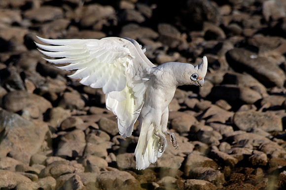 Little Corella