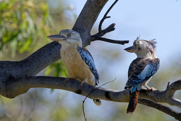 Blue-winged Kookaburras