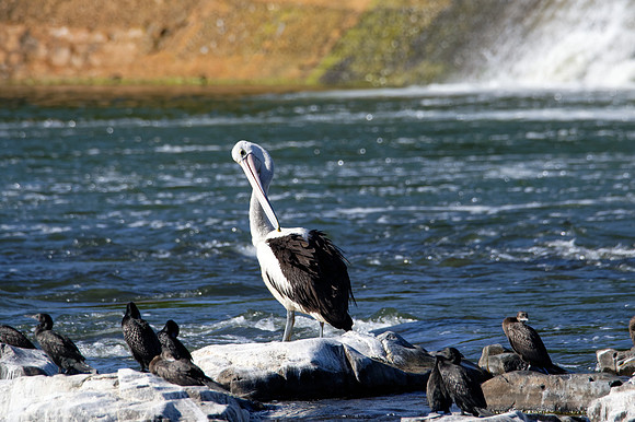 Pelican