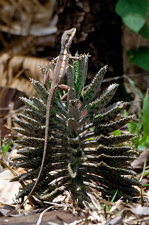 Swamplands Lashtail