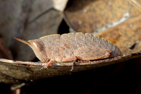 Grasshopper nymph