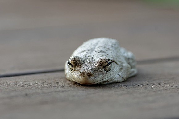 Roth's Tree Frog