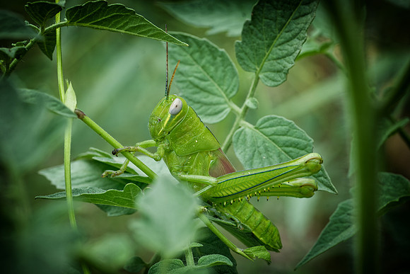 Grasshopper Hiding