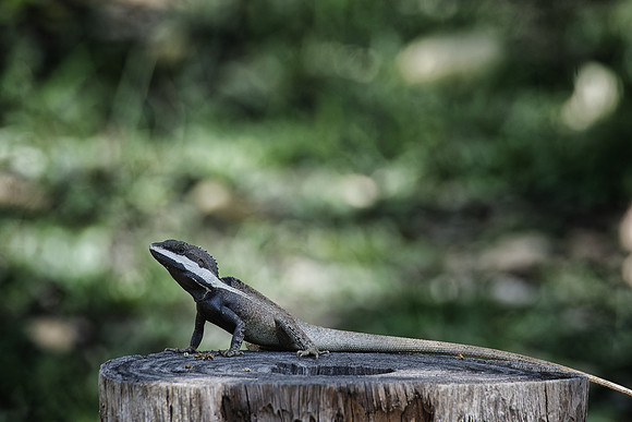Northern Water Dragon