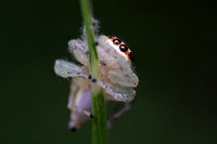 Jumping Spider