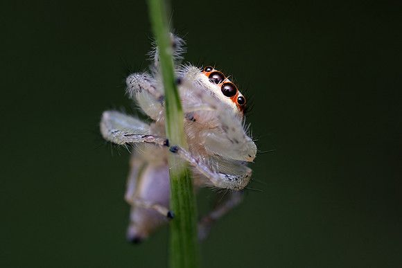 Jumping Spider