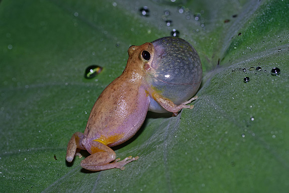 Little Red Tree Frog