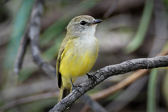 Lemon-bellied Fly-robin (3)