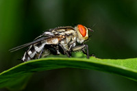 Tachnid fly
