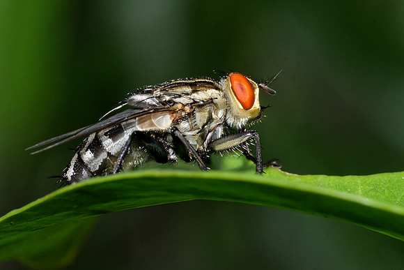 Tachnid fly
