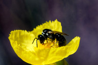 Australian Native Bee