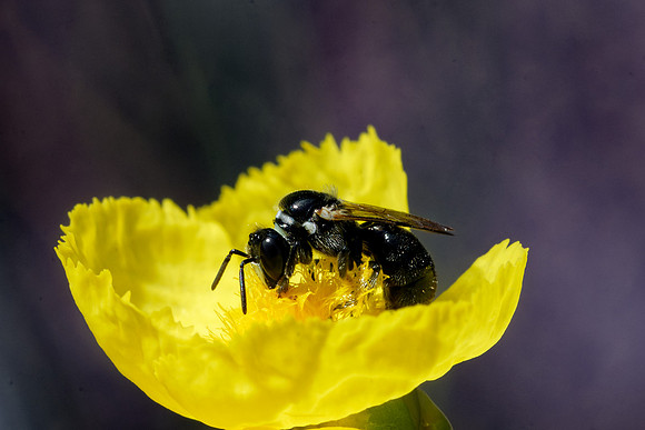 Australian Native Bee