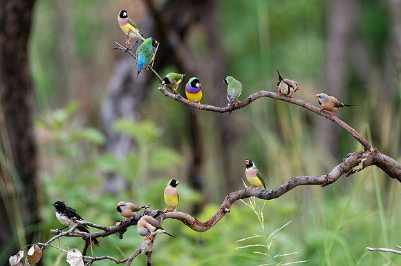 Bird Collection