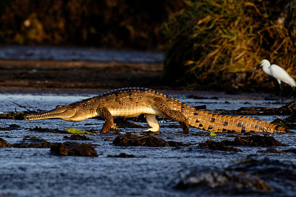 Freshwater Crocodile